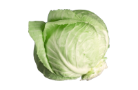 Cabbage
